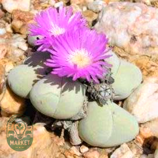 Gibbaeum album Pink