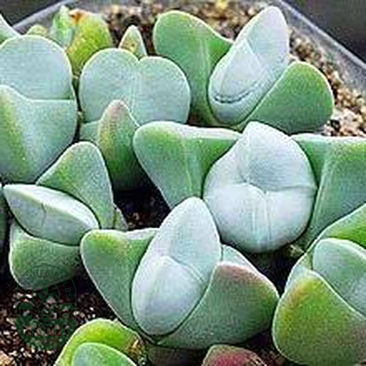 Gibbaeum album White