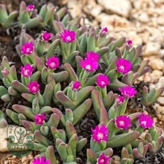Gibbaeum angulipes