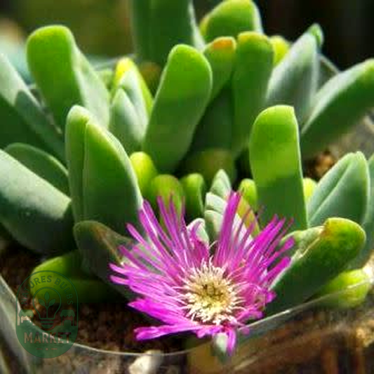 Gibbaeum gibbosum
