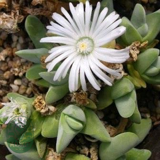 Gibbaeum haagei