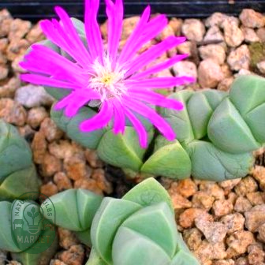 Gibbaeum petrense
