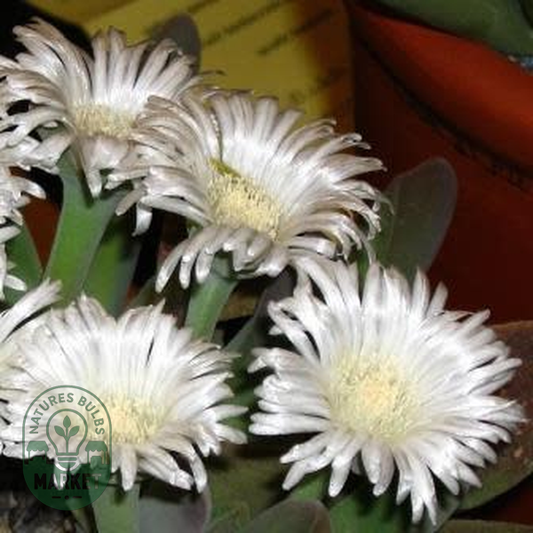 Gibbaeum velutinum White