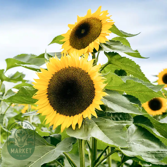 Giganteus Giant Sunflower Seeds