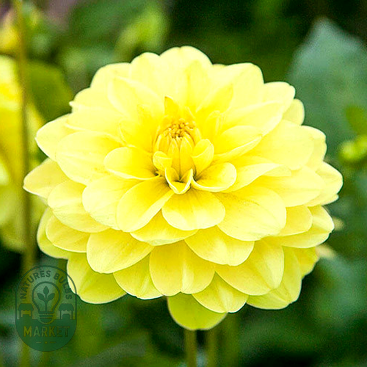 Glorie van Heemstede