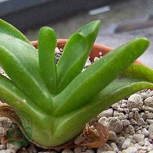 Glottiphyllum herrei