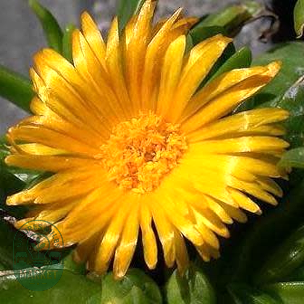 Glottiphyllum longum