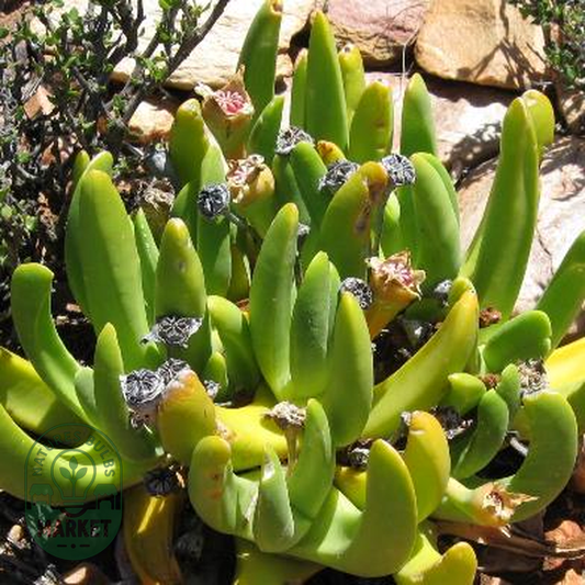 Glottiphyllum regium