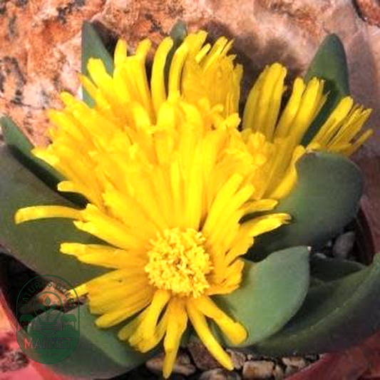 Glottiphyllum suave