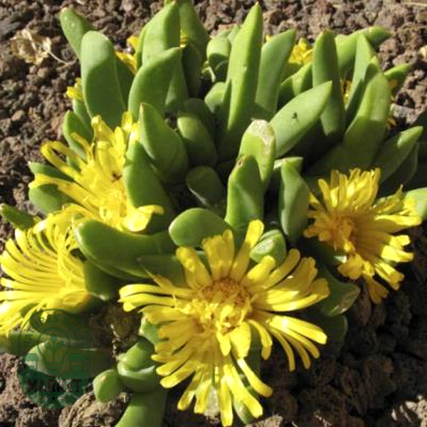 Glottiphyllum surrectum