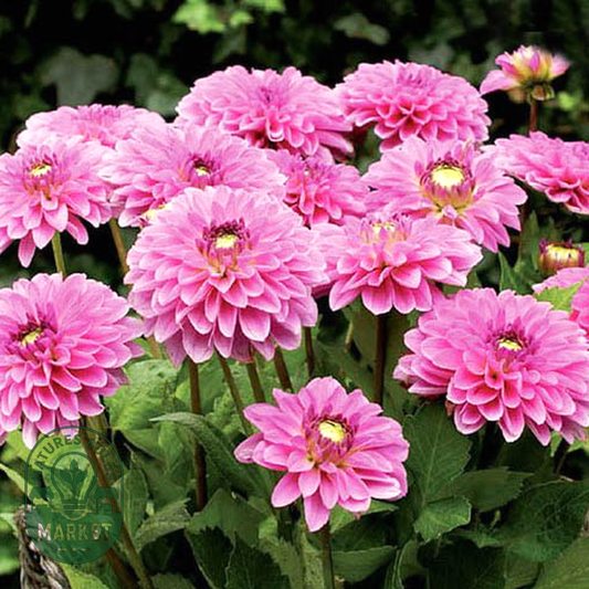 Go Go Pink