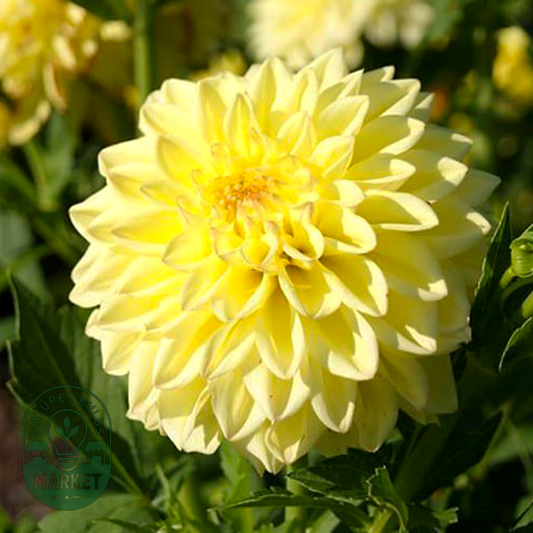 Go Go Yellow