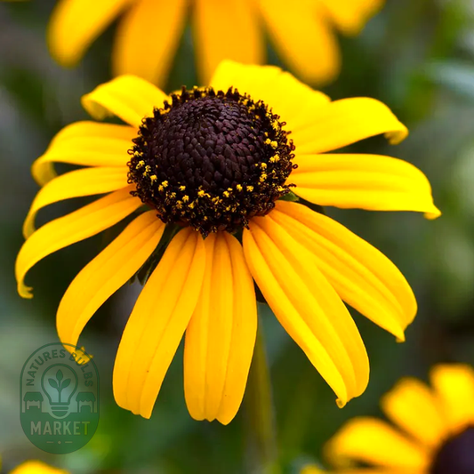 Goldblitz Rudbeckia Seeds