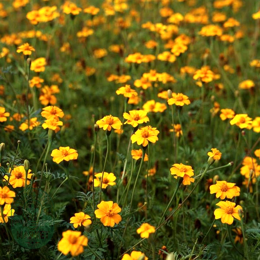 Golden Guardian Marigold Seeds