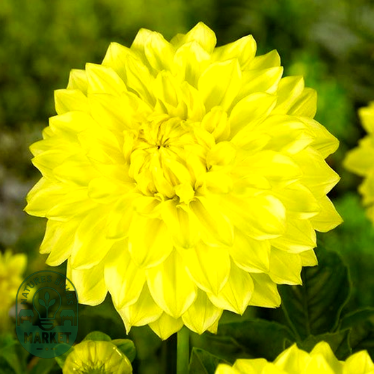 Golden Torch