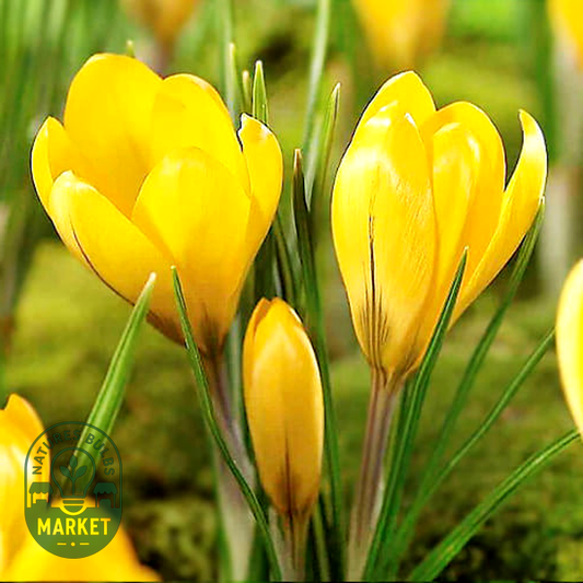 Golden Yellow