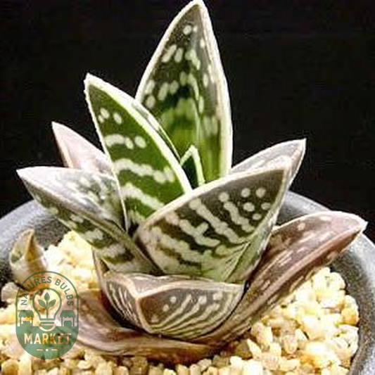 Gonialoe variegata