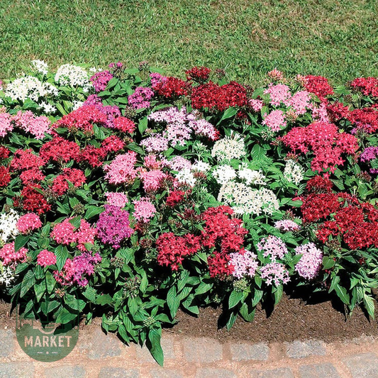 Graffiti® Mix Pentas Seeds