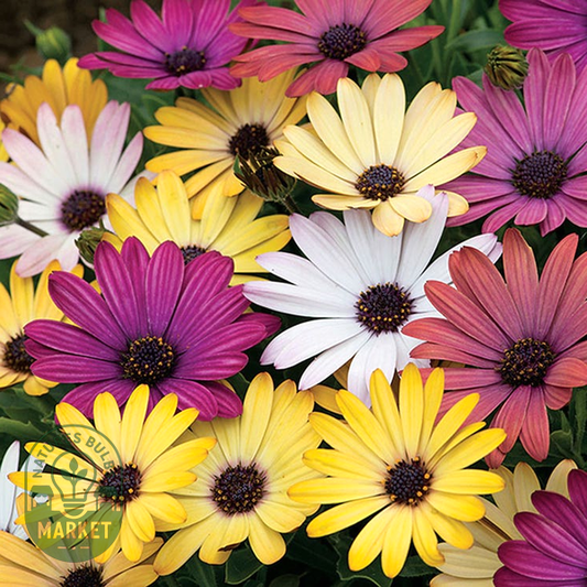Grand Canyon Mix Osteospermum Seeds