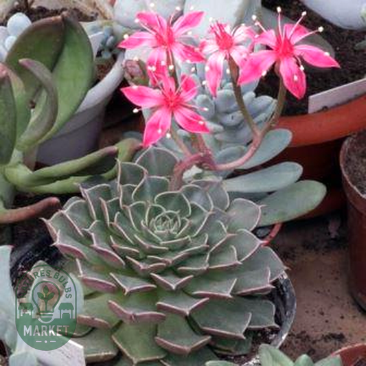 Graptopetalum bellum