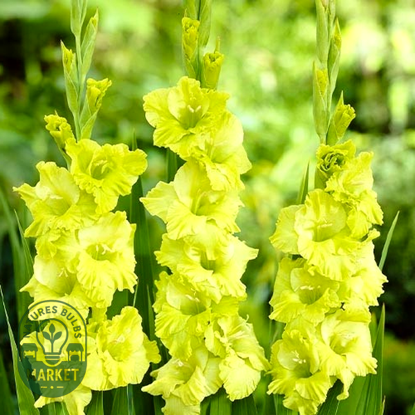 Green Star