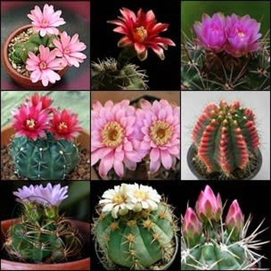 Gymnocalycium Mixed Species