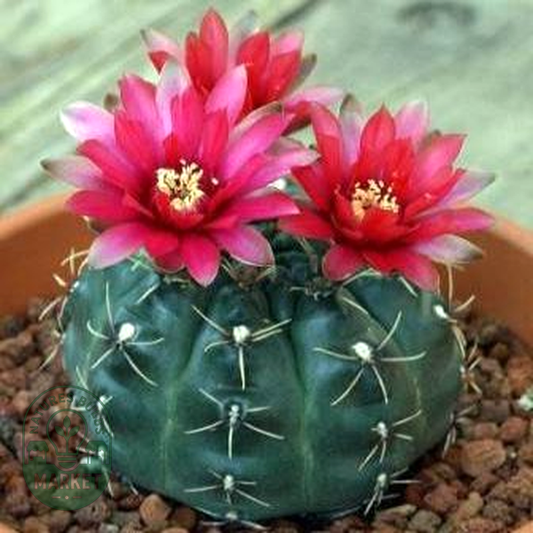 Gymnocalycium baldianum