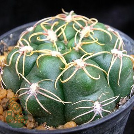 Gymnocalycium denudatum