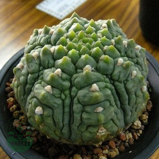 Gymnocalycium vatteri