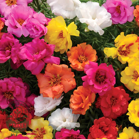 Happy Hour™ Mix Moss Rose Seeds