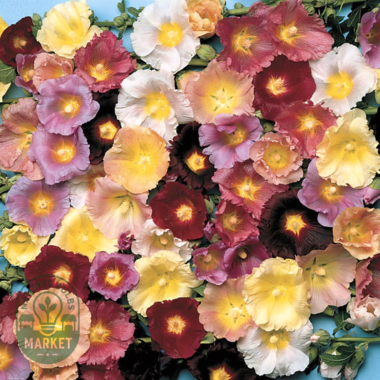Happy Lights Hollyhock Mix Seeds