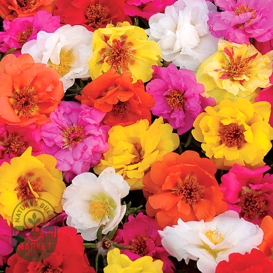 Happy Trails™ Mix Portulaca Seeds