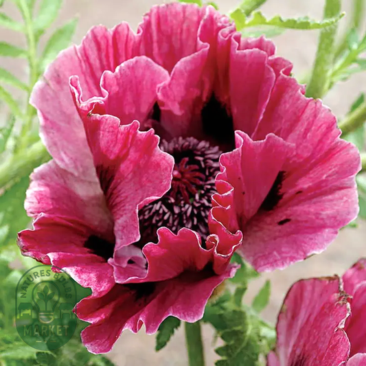 Harlem Oriental Poppy