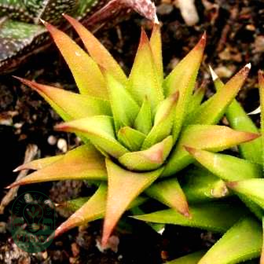Haworthia angustifolia