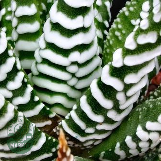 Haworthia attenuata