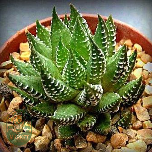 Haworthia coarctata