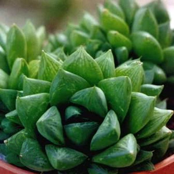 Haworthia cymbiformis