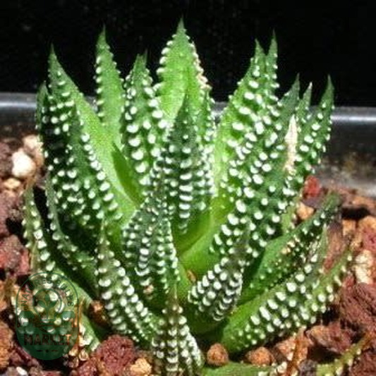 Haworthia reinwardtii