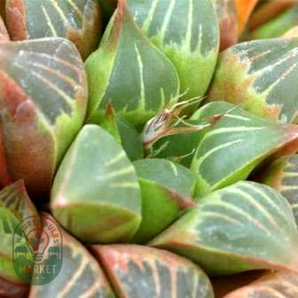 Haworthia retusa