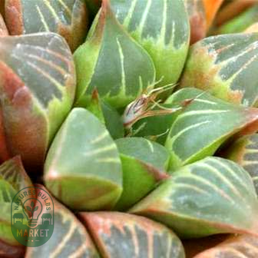 Haworthia retusa