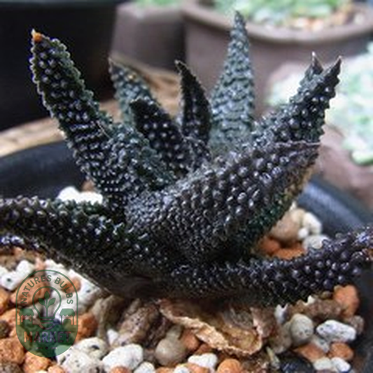 Haworthia scabra