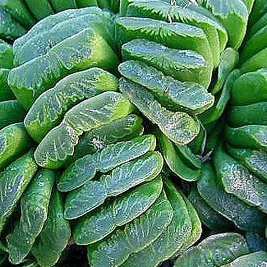 Haworthia truncata