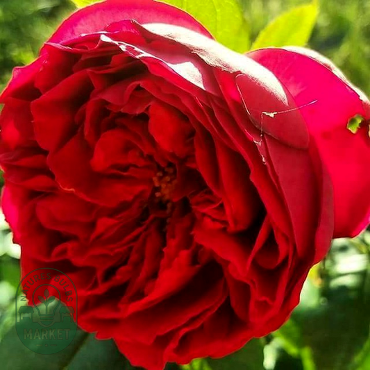 Heathcliff
