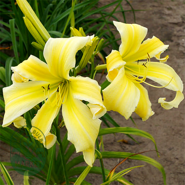 Heavenly Flight of Angels