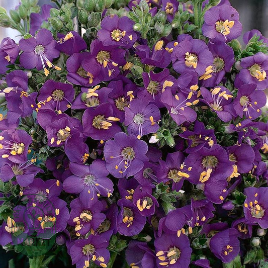 Heavenly Habit' Polemonium Seeds