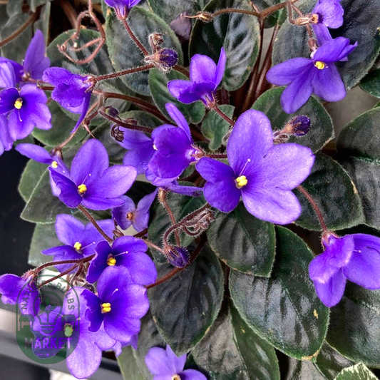 Heirloom African Violet Seeds