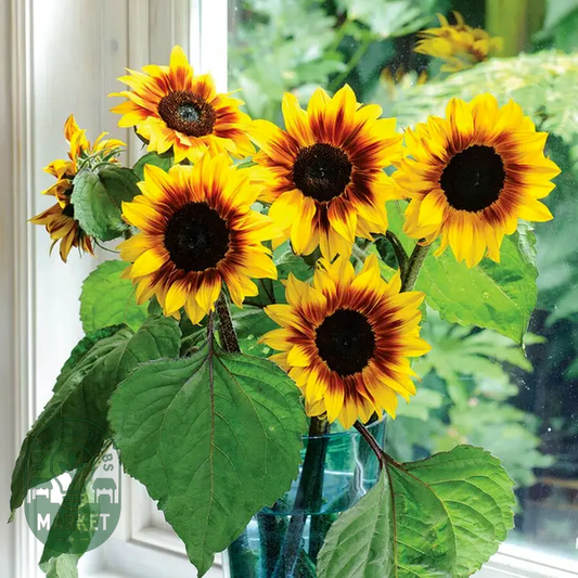 Helios Flame' Hybrid Sunflower Seeds