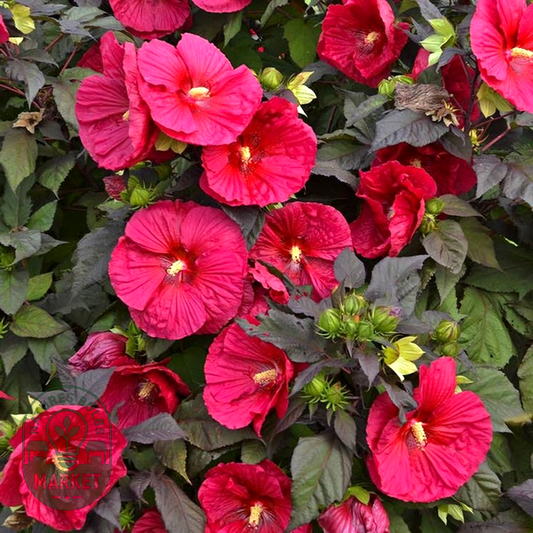 Hibiscus 'Mars Madness' Rose Mallow