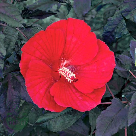 Hibiscus 'Midnight Marvel' Rose Mallow