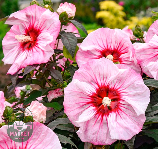 Hibiscus Summerific® 'Cherry Coco Latte' Rose Mallow